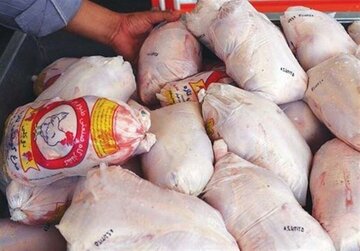 کشف ۳۱ تن مرغ قاچاق در گمرک باشماق