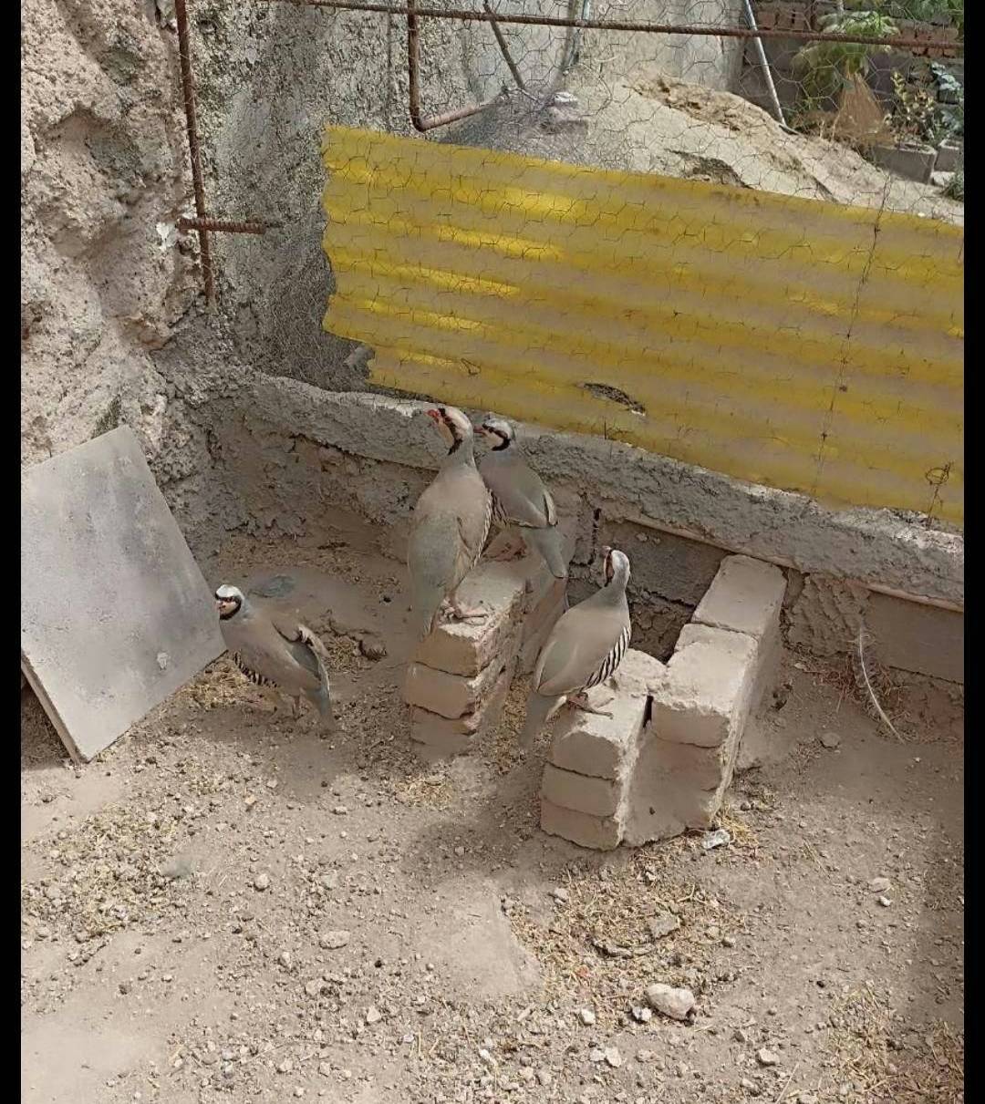 سوداگر کبک درفضای مجازی در قروه شناسایی شد