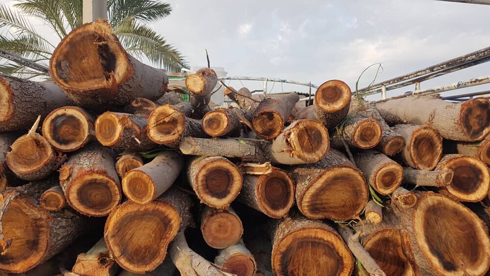 کشف ۱.۵ تن چوب قاچاق در بیجار