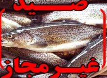 شناسایی و احضار صیاد متخلف فضای مجازی در سروآباد