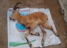 کشف لاشه ۲ کل و بز وحشی و دستگیری ۴ شکارچی متخلف در منطقه بدر و پریشان