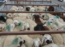 کشف دام قاچاق ۹ میلیارد ریالی در بیجار
