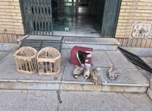 شکارچی متخلف کبک‌های وحشی در سقز دستگیر شد