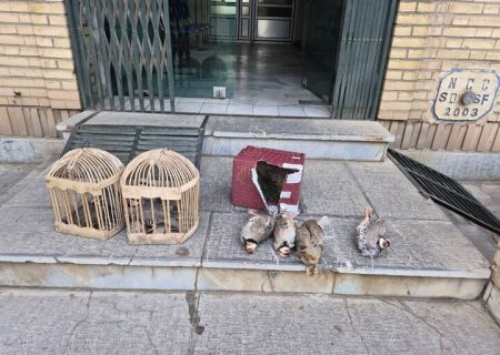 شکارچی متخلف کبک‌های وحشی در سقز دستگیر شد