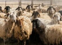 کشف 122 رأس احشام قاچاق در نوار مرزی کردستان
