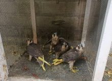 کشف چهار شاهین‌ بحری کمیاب قاچاق در دیواندره   
