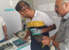 کشف و ضبط دو پرنده شکاری کمیاب از قاچاقچیان در دیواندره