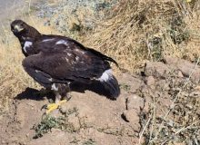 دستگیری متخلف قاچاق عقاب طلایی در سقز   