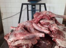 کشف لاشه دو راس گراز وحشی در دیواندره