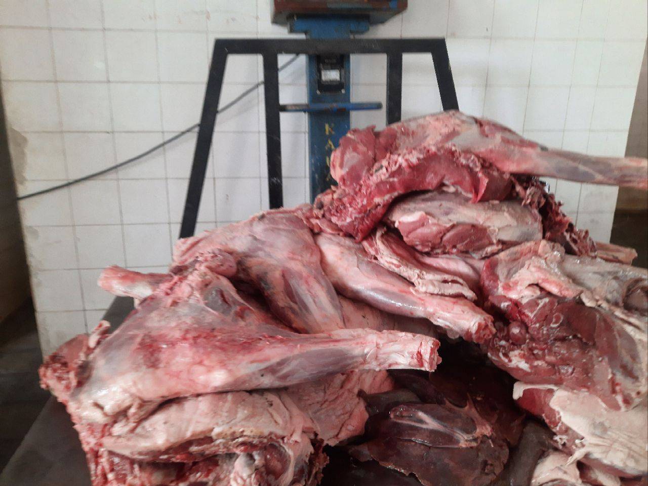 کشف لاشه دو راس گراز وحشی در دیواندره