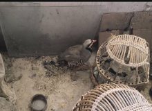 نجات ۵ قطعه کبک از دست متخلف در شهرستان سروآباد