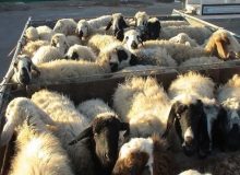 ناکامی قاچاقچیان در خروج  ۲۸۶ رأس احشام قاچاق از مرزهای مریوان