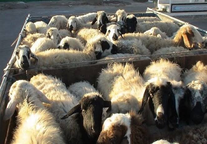 ناکامی قاچاقچیان در خروج  ۲۸۶ رأس احشام قاچاق از مرزهای مریوان
