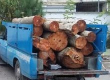 توقیف نیسان حامل ۲ تن چوب بید قاچاق در موچش   