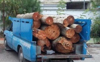 توقیف نیسان حامل ۲ تن چوب بید قاچاق در موچش